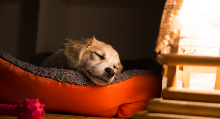 chiot endormi dans son lit