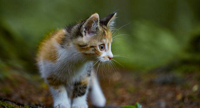 chaton European Shortair