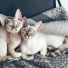 Le Devon Rex