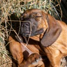 Un chien entrain de se gratter près d'une botte de paille