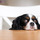 chien abattu tête sur la table