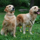 Deux chiens assis sur l'herbe