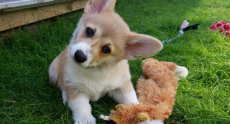 Chiot Corgi dans l'herbe 