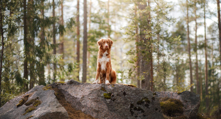 Chien dans les bois