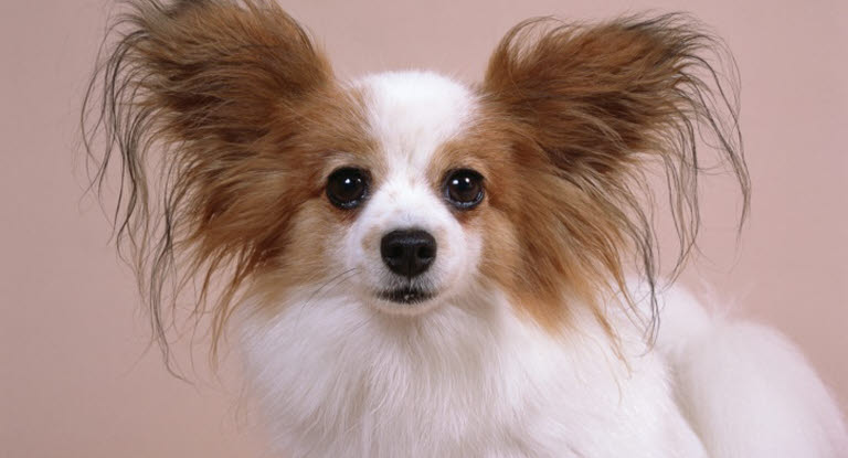 Chien avec de grandes oreilles