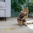 Votre chat fait-il ses besoins à l'intérieur ?