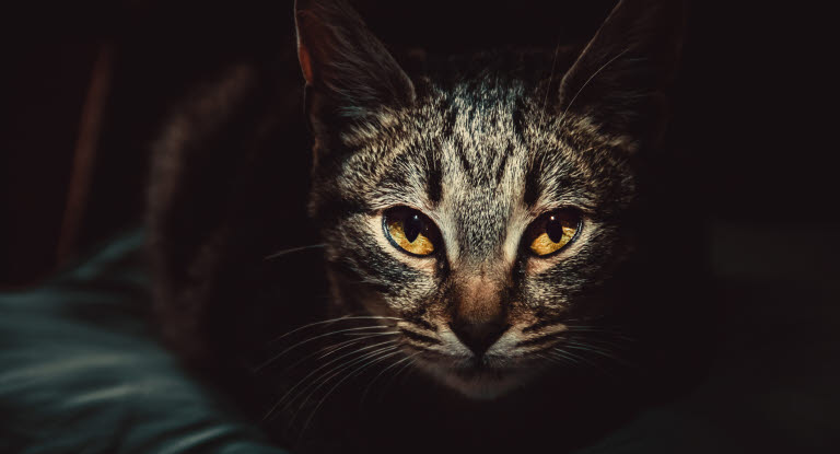 Un chat dans l'ombre, on ne voit presque que les yeux