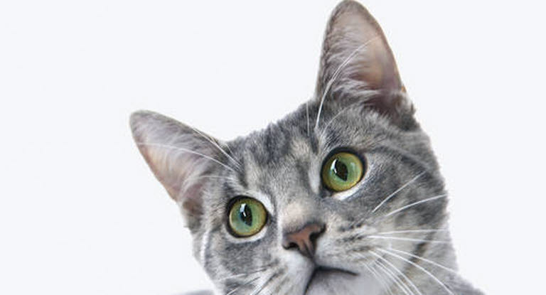 Un chat gris avec de grands yeux verts et de longues vibrisses