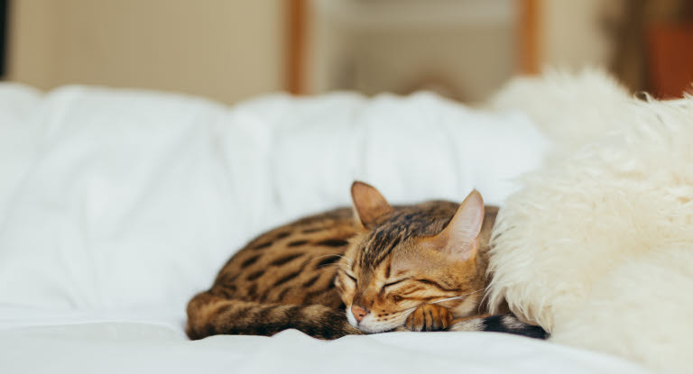 Essayez de garder calme un chat qui a du mal à respirer afin de ne pas aggraver la situation.