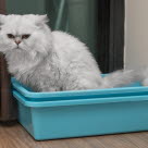 chat dans son bac à litière