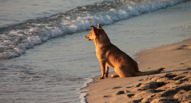 Chien sur la plage regardant la mer