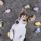 Un chien allongé sur le dos sur la moquette entouré d'oeufs de Pâques