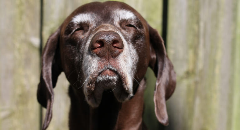 Un chien âgé, la truffe levée