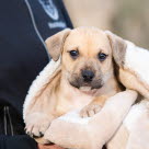 Un chiot dans les bras de son maître