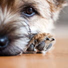 Chien couché avec la patte au-dessous du museau