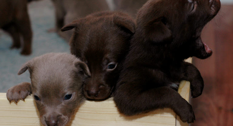 Trois chiots dans leur caisse