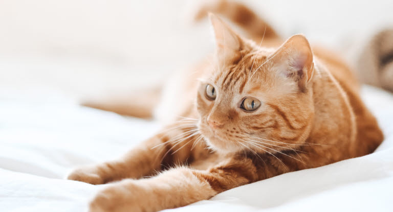 Un chat orange s'étire.