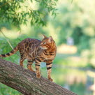 Chat Bengal tigré sur un arbre