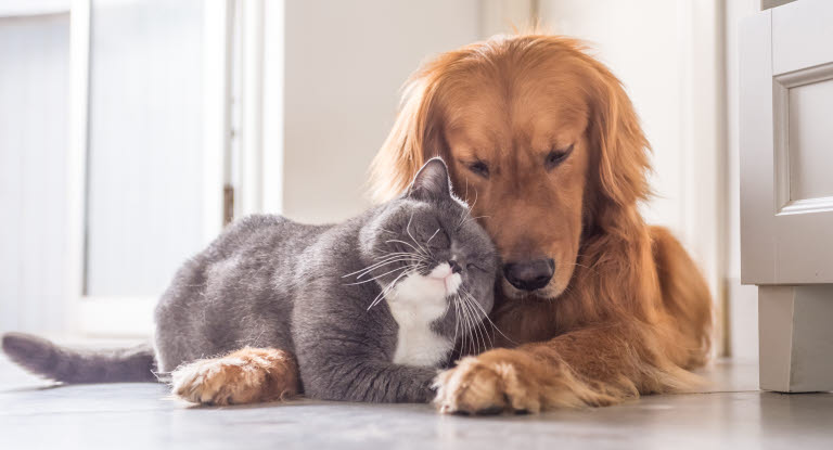 chien et chat câlin
