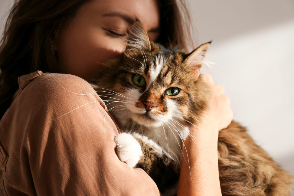 Chat àpoils longs dans les bras d'une femme qui l'embrasse
