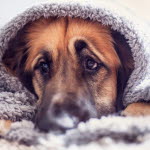 Un chien enroulé dans une couverture