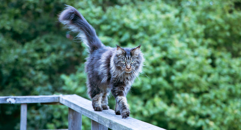 Un Maine Coon sur une barrière