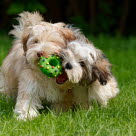 2 chiots Bichons Havanais qui se partagent le même jouet