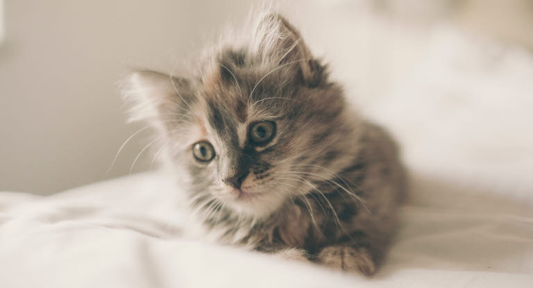 Chaton gris aux yeux bleus sur une couette blanche