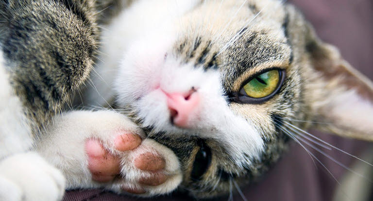 Un chat de gouttière la tête à l'envers montrant ses pattes