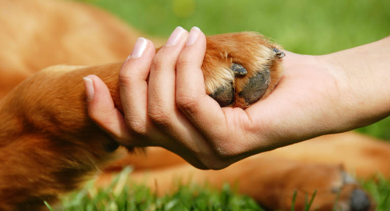 La patte d'un chien dans la main d'une femme pour lui venir en aide