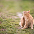 Un chat qui se gratte sur la pelouse du jardin