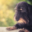 Chien à l'air abattu