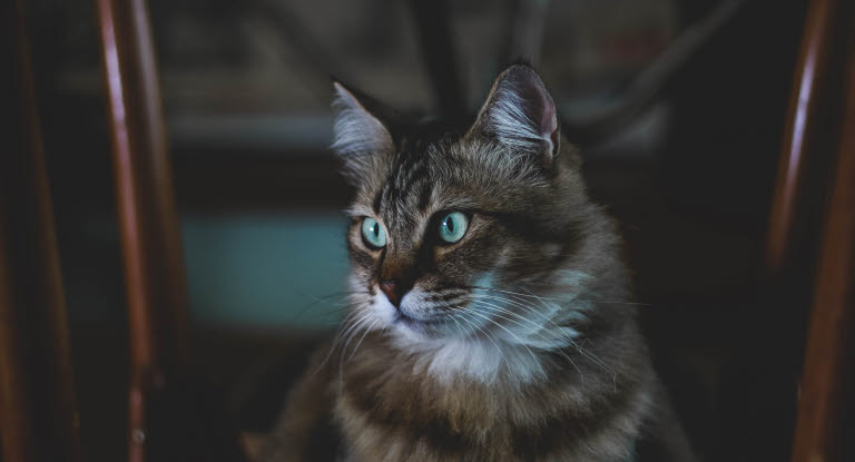 chat yeux verts dans la pénombre