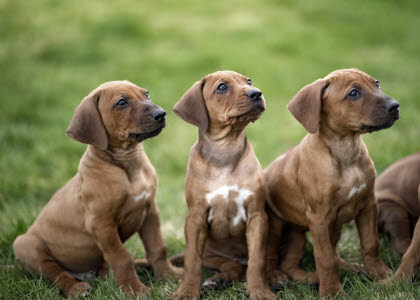 Trois petits chiots dans l'herbe