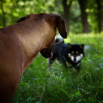 Deux chiens se regardent