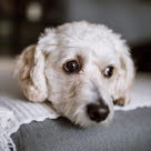 Gros plan tête chien blanc allongé