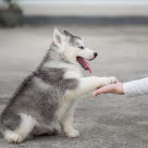 Un chiot donnant sa patte à une femme main dans la patte