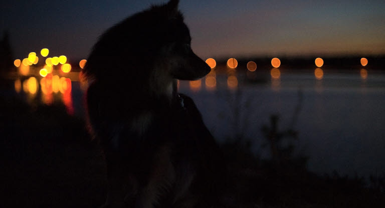 Silhouette d'un chien dans la nuit