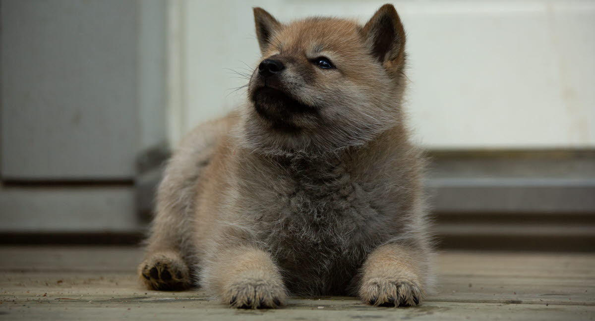 Prenoms Pour Chien En T Pour 2022 Agria Assurance Pour Animaux