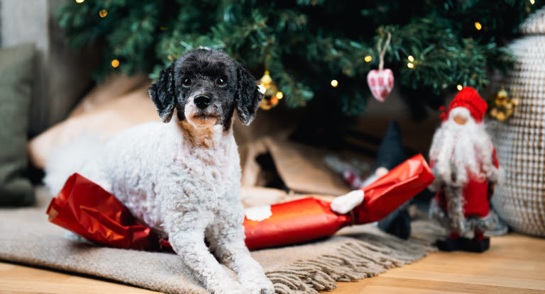 chien au pied du sapin