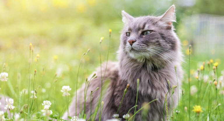 Chat dans un champ sous le soleil