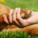 La patte d'un chien dans la main d'une femme pour lui venir en aide