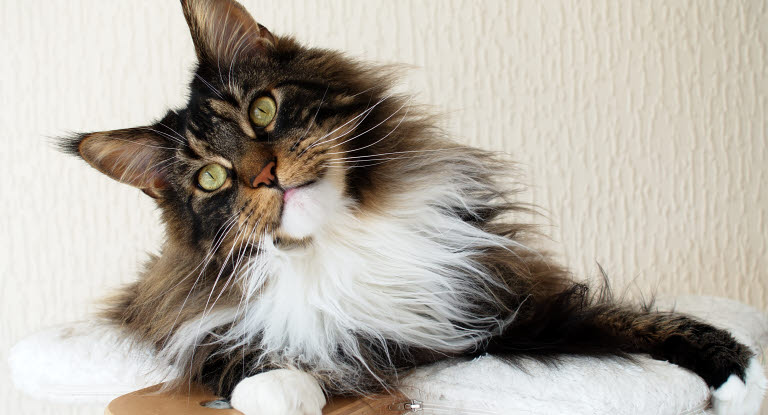 Mainte Coon à longs poils 