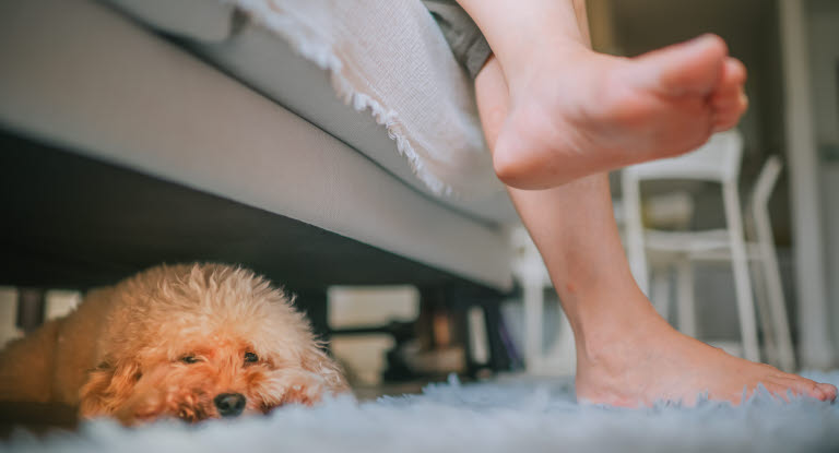 chien couché sous le canapé