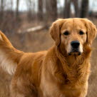 Chien pendant une promenaderegardant l'objectif