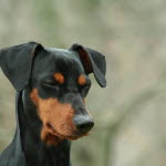 Un chien avec les oreilles levées et fermant les yeux