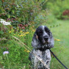 Un chien qui urine souvent et en petite quantité peut présenter des calculs urinaires.