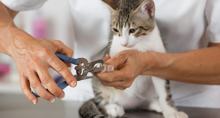 un homme coupe les griffes de son chat