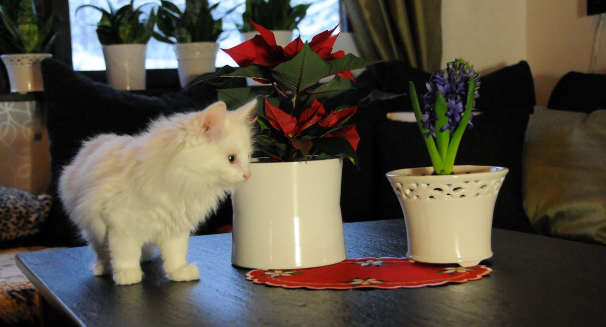plantes dangereuses pour le chat a noel agria assurance pour animaux
