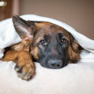 Berger Allemand triste couché